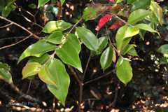 Decaspermum parviflorum